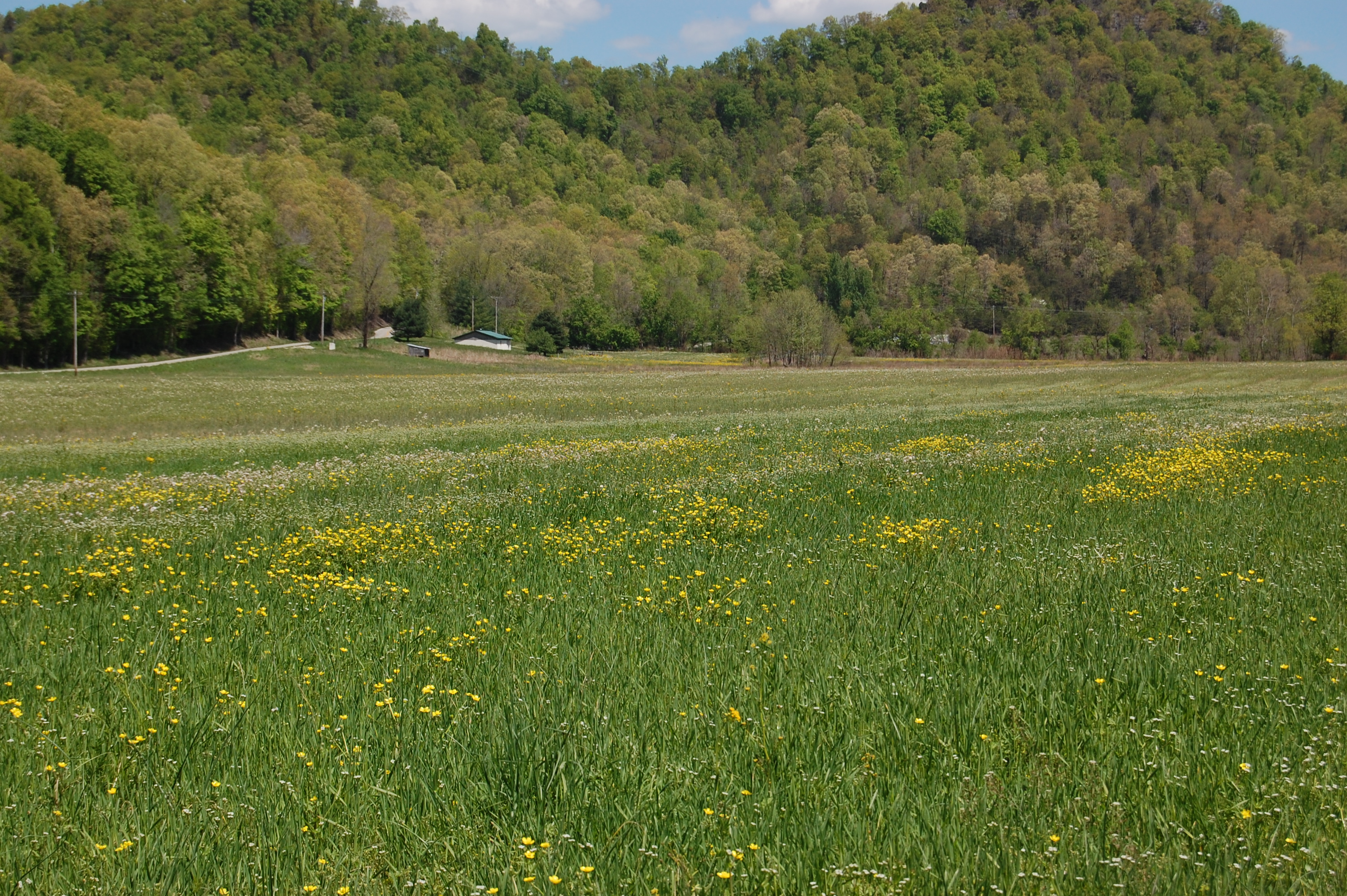 The Tracy Jenkins farm fans out over 400 acres, many of which are used to farm soybeans.
